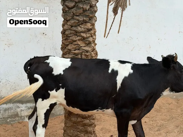 طروقه للبيع عمرها سنه ونص سنه و7شهور