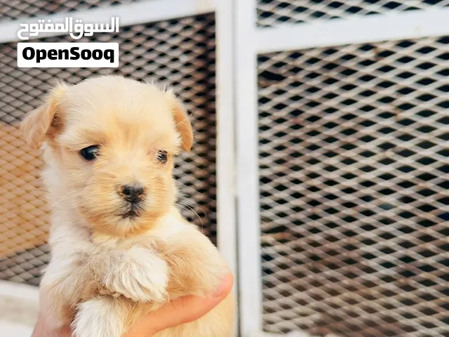 جراوي حاجه نظيفه لي يبي يربي ويستمتع