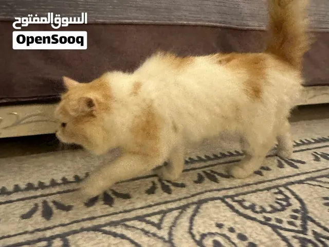 قط بيوت جميل