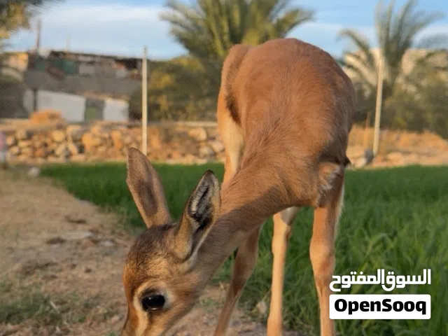غزال الدماني اليف للبيع