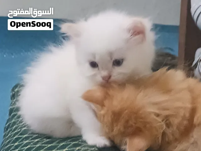 قطط شيرازي لون اصفر وقطط سيامي لون ابيض