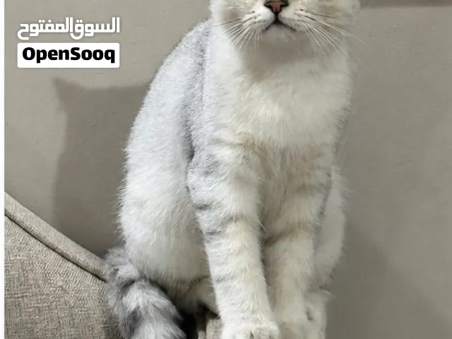 سكوتش ستريت بيور مستوى عالي
