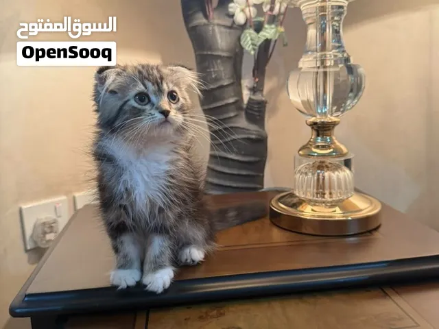 كيتن سكوتش فولد للبيع
