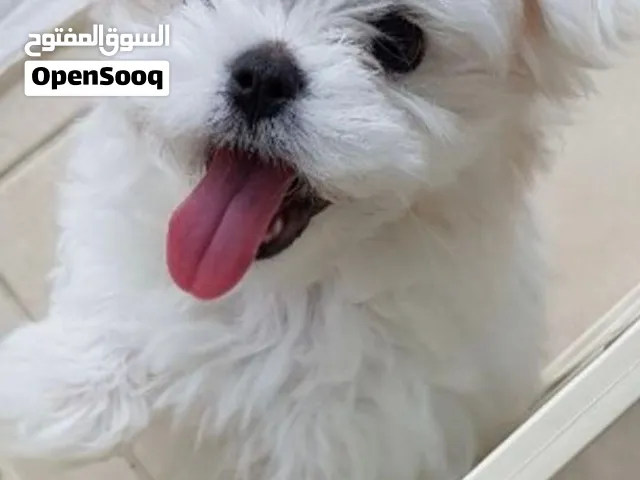 مطلوب كلب مالتيز للتبني