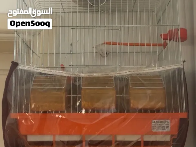 قفص الشهباء الاصلي بوضع الجديد