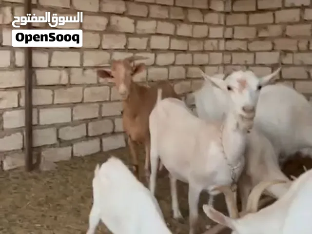 ماعز سانين للبيع