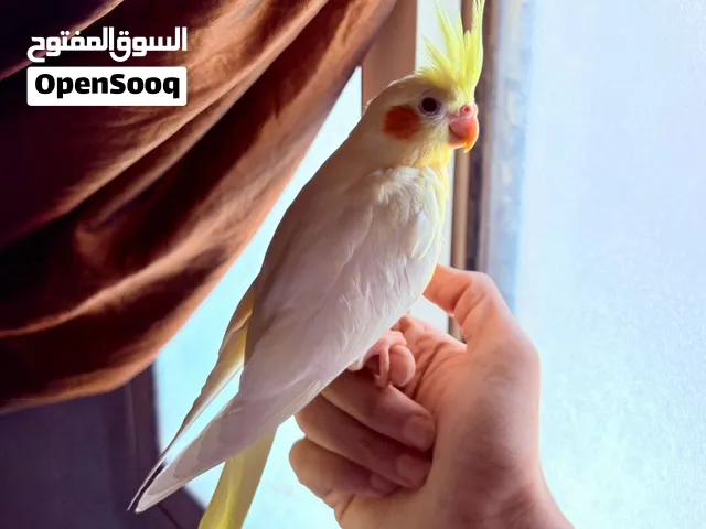 ببغاء كروان أليف
