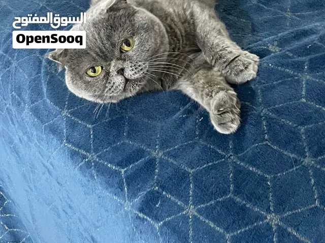سكوتش لون رصاصي اونثى