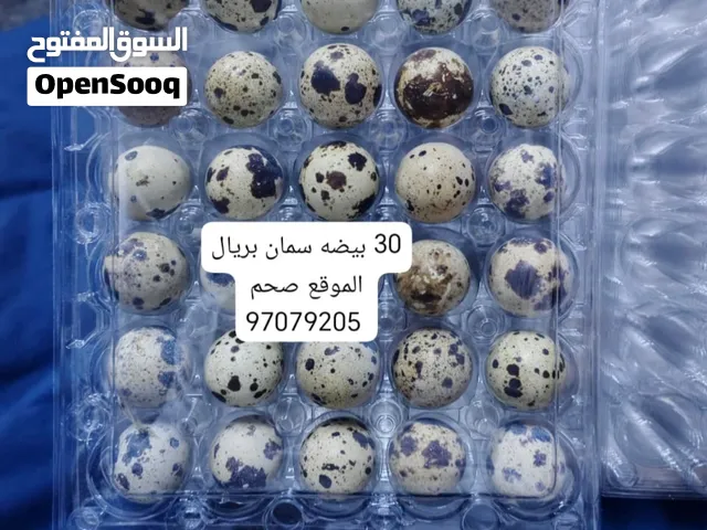 يتوفر لدينا بيض سمان مخصب مضمون  للأكل والتفقيس  الإنتاج اليومي  .  . . . . َ . . ...