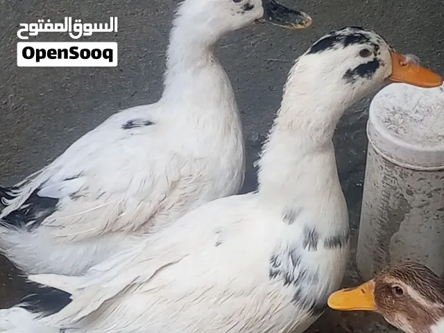 زوج باش بنكي