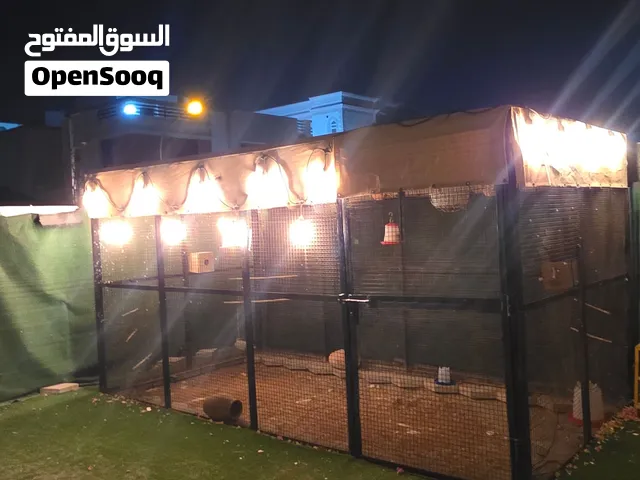 قفص للطيور