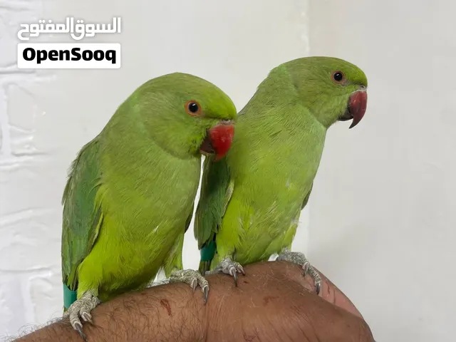 كيفكم جماعة شو الاخبار شو مسوين فاتح محل جديد وفيدوني جزاكم الله خير.  منقول يا هادي  جماعة حد يفيدن