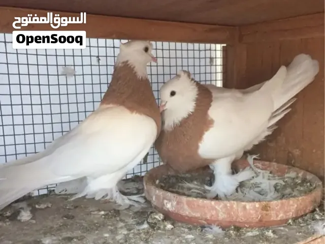للبيع حمام ايراني قلاب