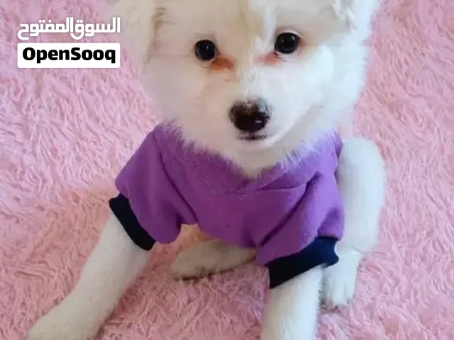 كلب بوميرينيان (أب بوميرينيان - أم لولو سالك ألماني مستورد) عمر 7 شهور