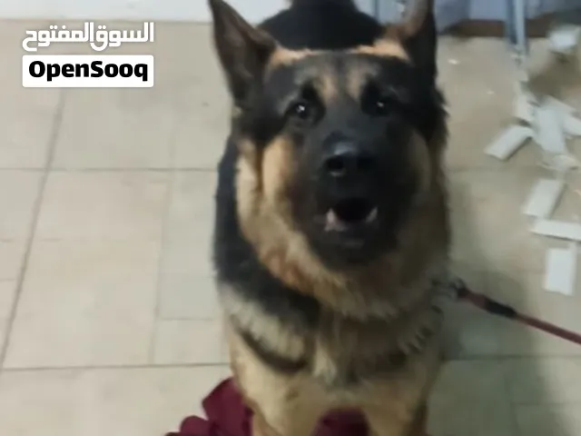 بتعاني من  كلبك ما برد؟ بفلت؟ بنبح كثير؟ الحل سهل و بسيط