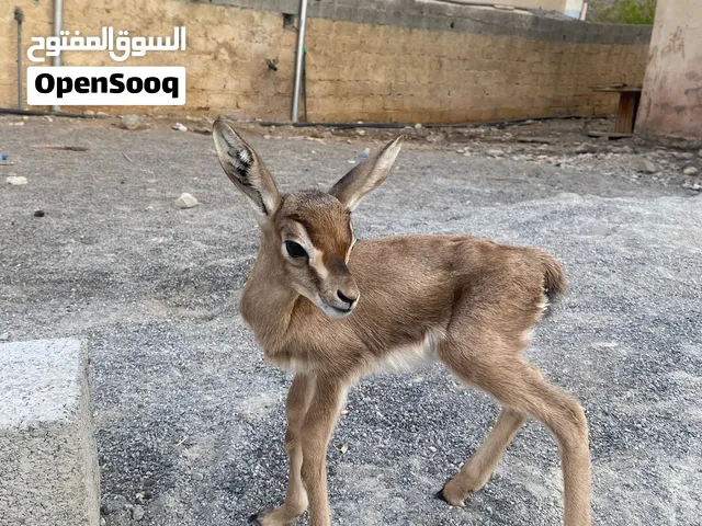 غزال يشرب مرضعه العمر اسبوع