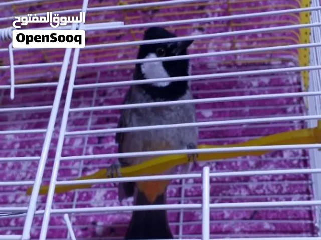 بلبل ديالى ربه