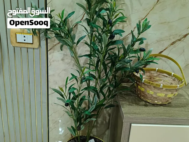 شجرة الزيتون للزينة قوار ذهبي