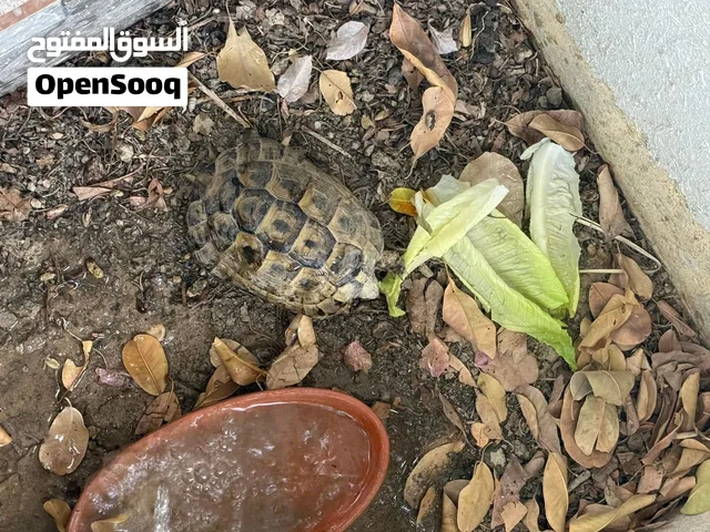 سلحفاة يونانيه (ذكر)