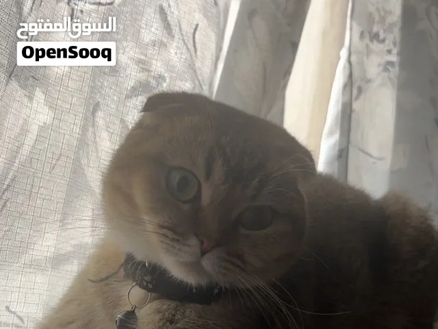 للبيع سكوتش فولد