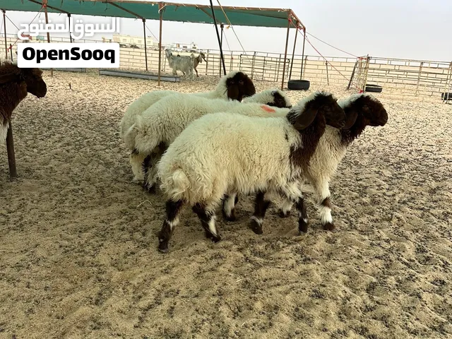 ذبايح نعيمي سوري