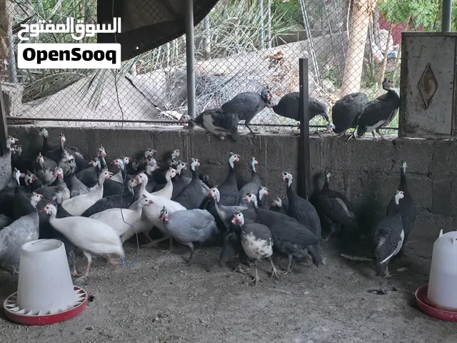 دجاج حبش للبيع أعمارهم سنه