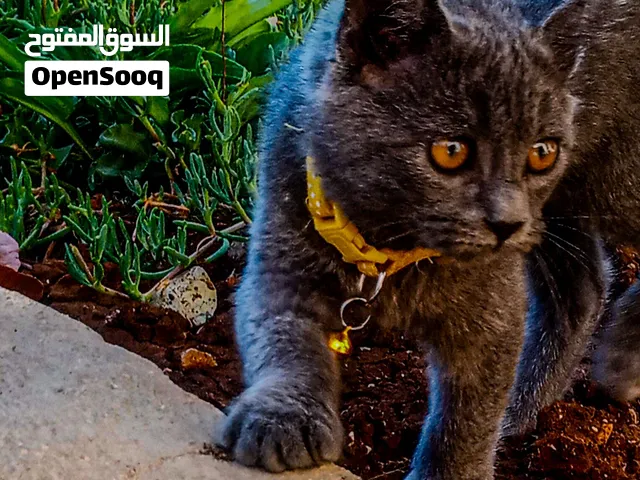 قطه مكس بريطاني قصير الشعر (British Shorthair) مع قط منزلي قصير الشعر.للبيع