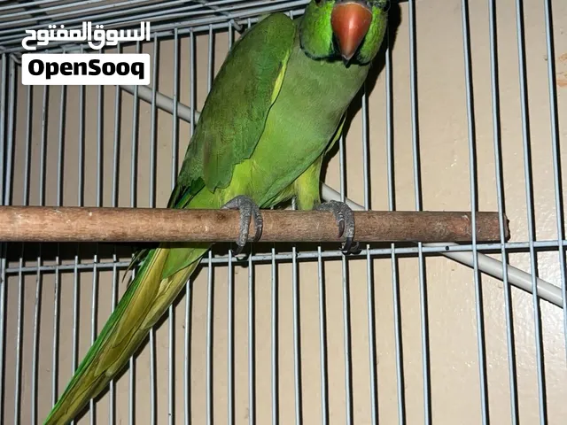 ذكر ببغاء جاهز