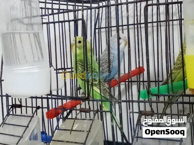 6 من طيور الحب