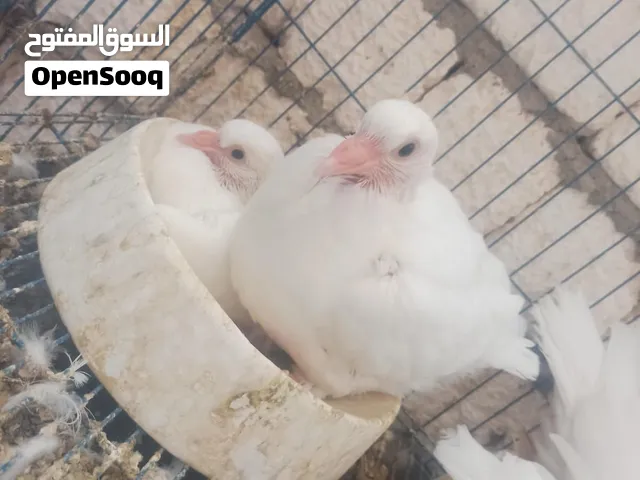 حمام لاحم فرنسي بيور