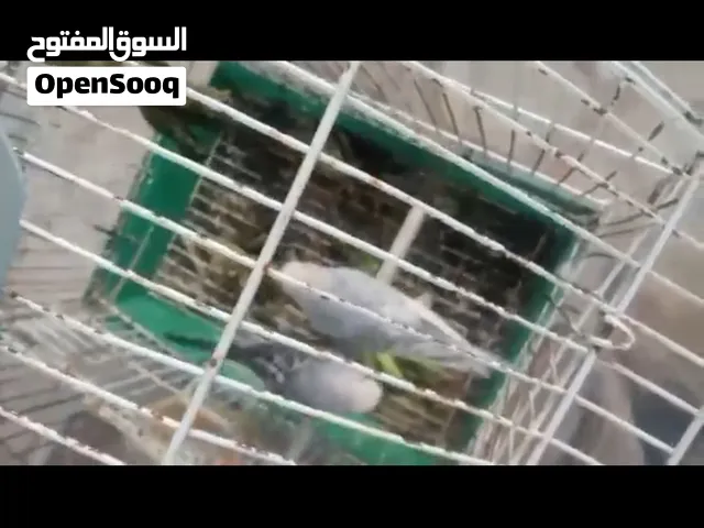 متوفر زوز أناتي بقلينو للبيع
