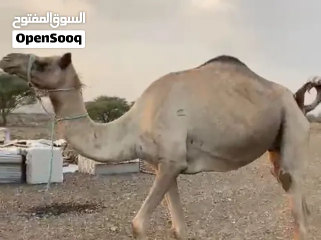 للبيع ناقه مدني