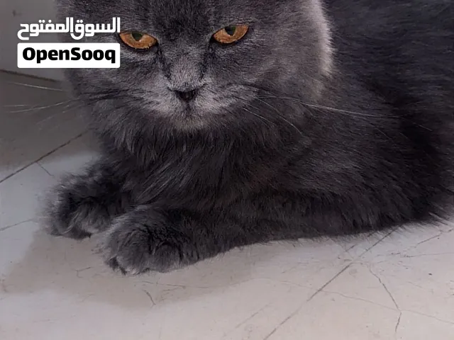 قطه نوع ابرتش لونق هير
