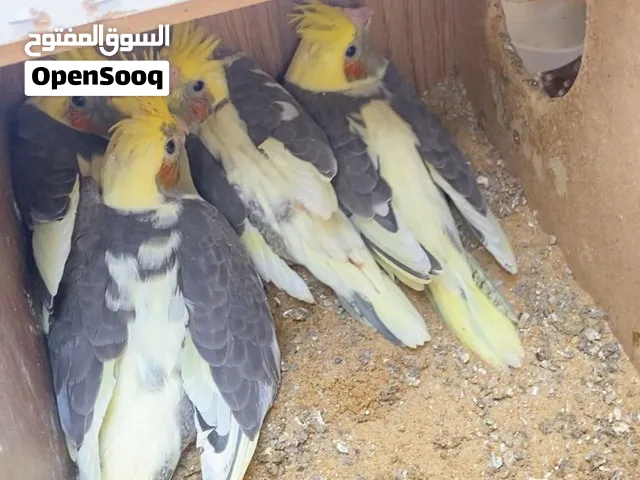 مرحبا بالجميع