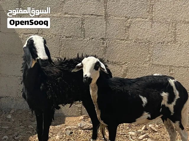 جعد هجين سوداني