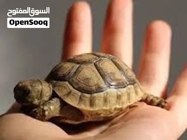 مطلوب سلاحف بريه لتبني