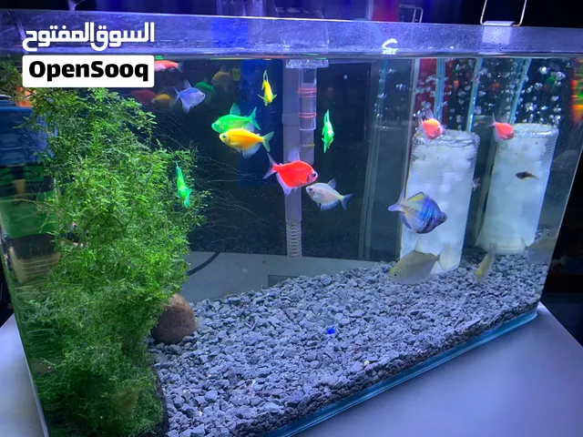 حوض سمك زينة بحالة ممتازة للبيع