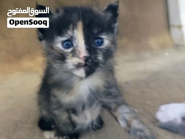 للبيع 5 كتتن 4 أناث وبرتقالي ذكر/for sale 5 kitten 4 females and male orange