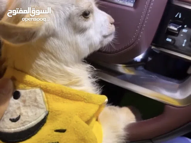 الماعز القزم البيور ودفع عند الاستلام او تحويل عند الاستلام
