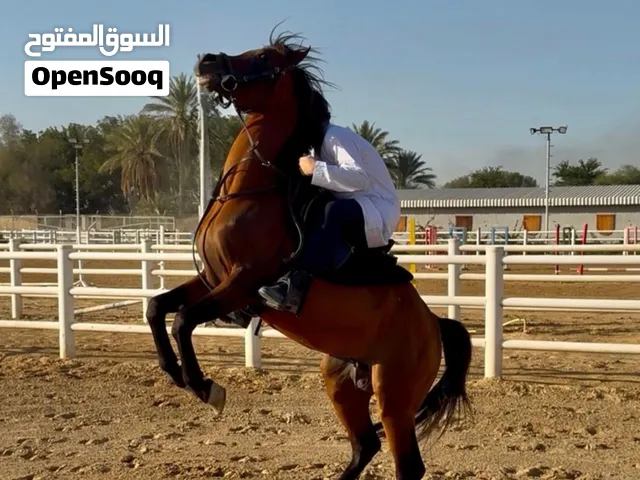 فحل عربي للبيع