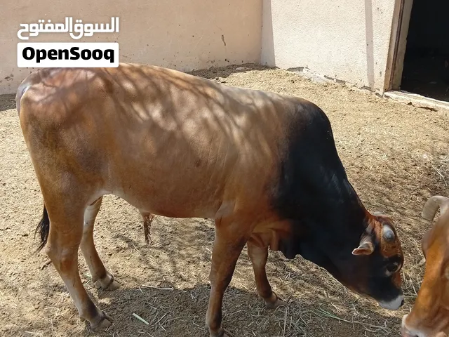 عجل محلي 500ريال