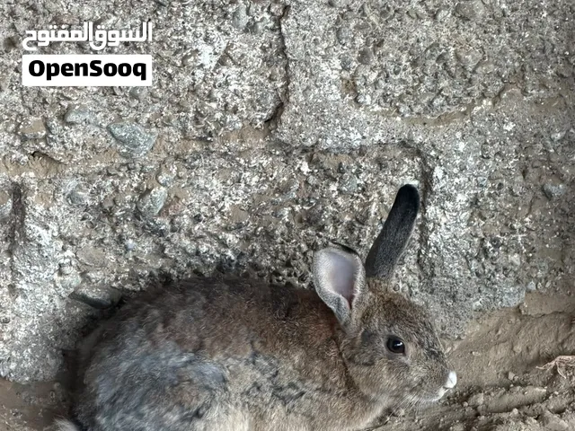 ارانب ذكور للبيع
