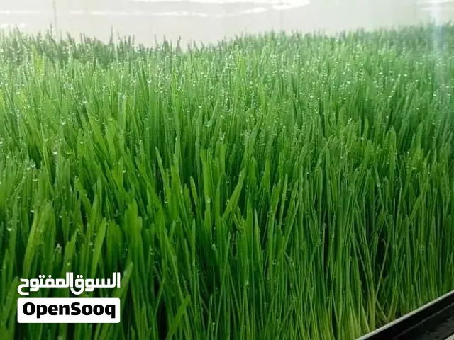 الشعير المستنبت ولازولا  بديل العلف