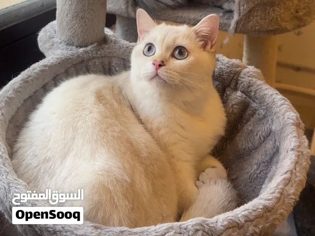 للبيع قط ذكر سكوتش Scottish male cat for sale