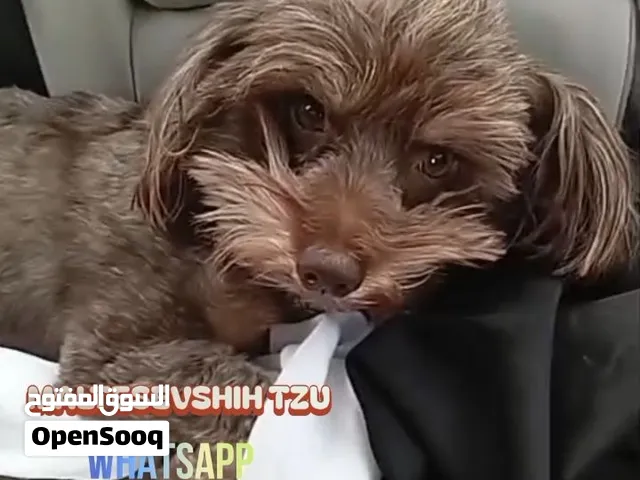 maltis the shih