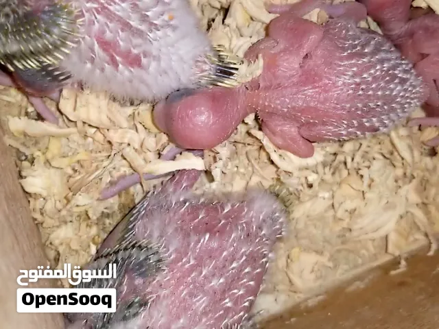 متوفر زوج بادجي مع الفراخ