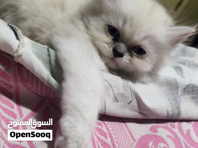 دكر هيملايا بيور تماما