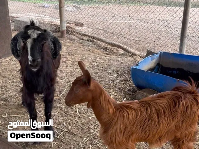 صخله وشاه محليات