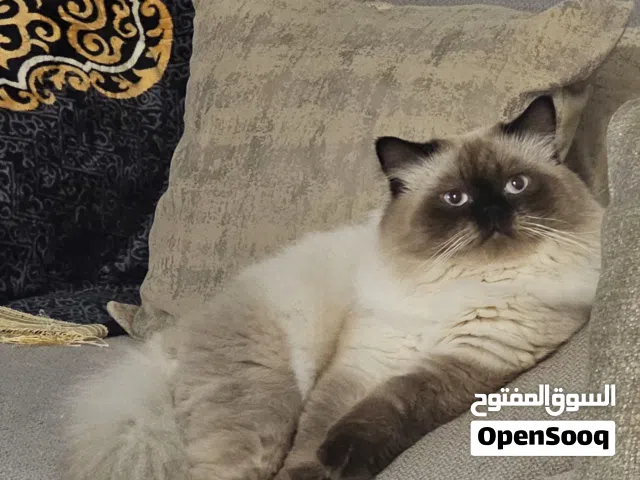 Himalayan Cat Pure