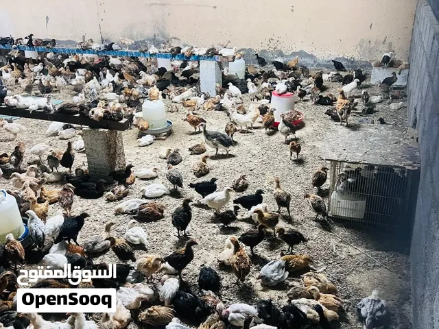 دجاج عماني للبيع